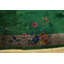 Hand Knotted Wool Area Rug in Green