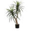 Buisson vert Maryellen en pot