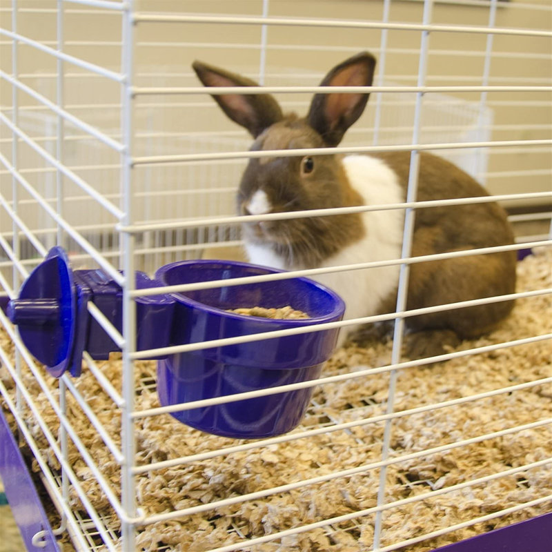 Pet Bowl