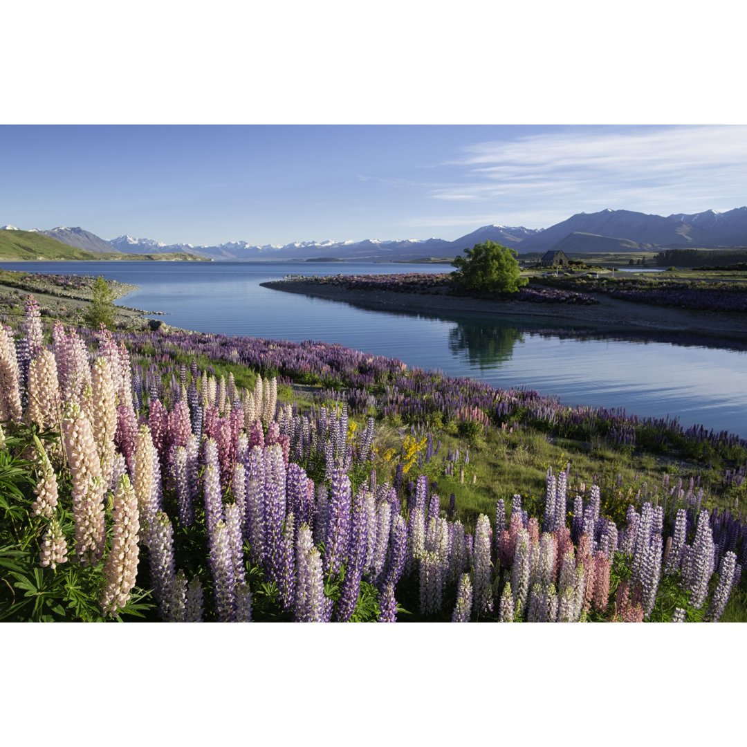 Die Lupinen des Tekapo-Sees von Simonbradfield - Drucken