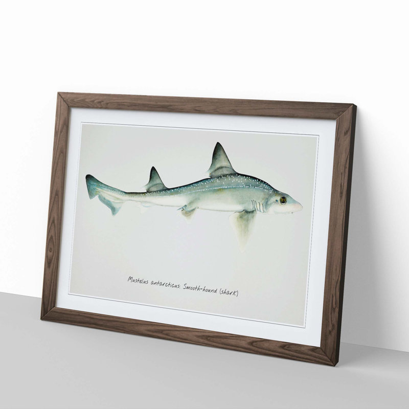 Illustration of a Smooth-hound Shark by F.E. Clarke - Picture Frame Painting Print, Walnut Framed, 36cm H x 48cm W x 2cm D