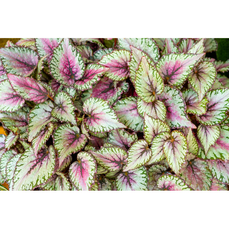 Begonia Leaves - Photographie sur toile tendue, H 8 po x l 12 po