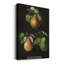 Poire (Pyre) - impression sur toile tendue-105256079