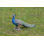 Animals Weather Resistant Water Resistant UV Resistant Polyresin Garden Statue