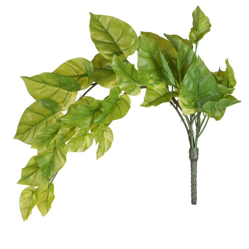 Pothos Arrangement
