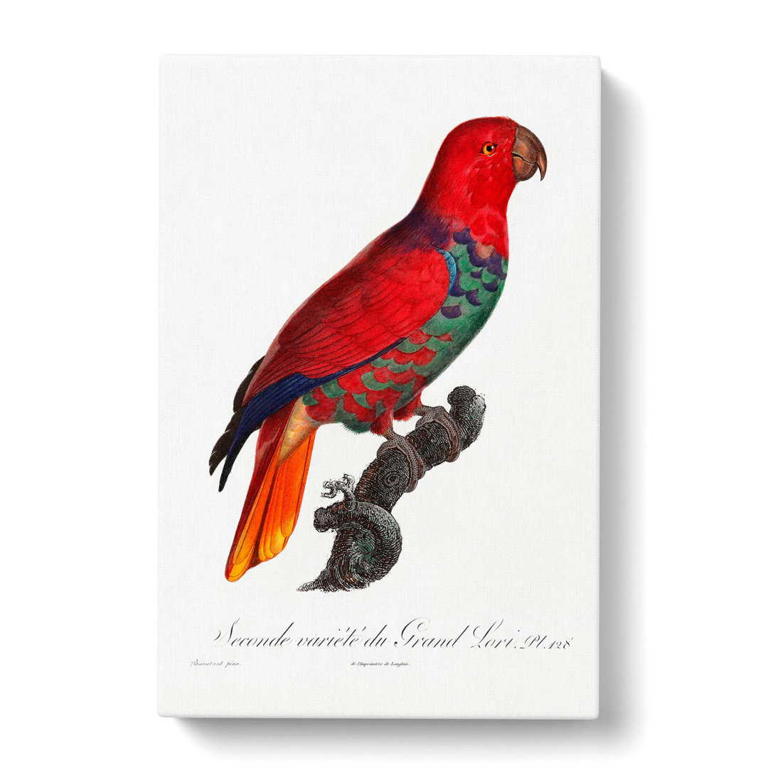 The Eclectus Parrot by F. Levaillant - Wrapped Canvas