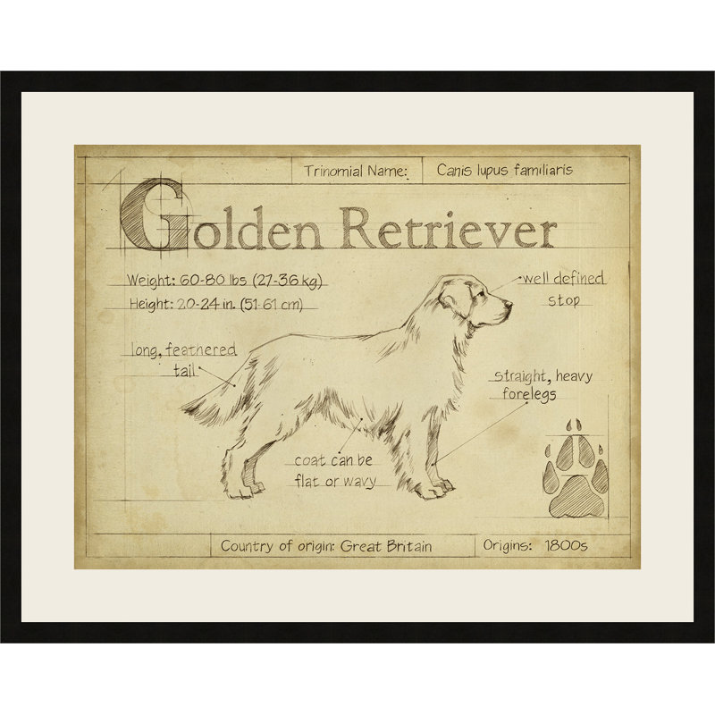 «Antique Golden Retriever», reproduction d'art encadrée