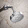 Purist 1.75 GPM Full/Standard Fixed Shower Head