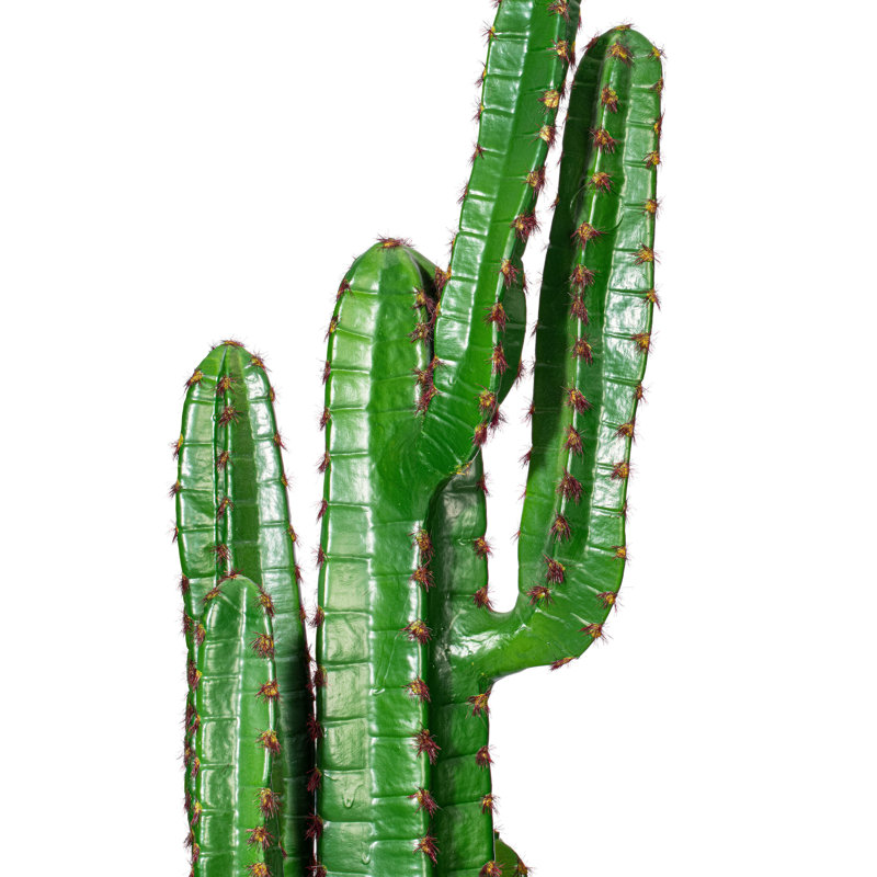 45 po Cactus vert doigt dans un pot noir de 8 po