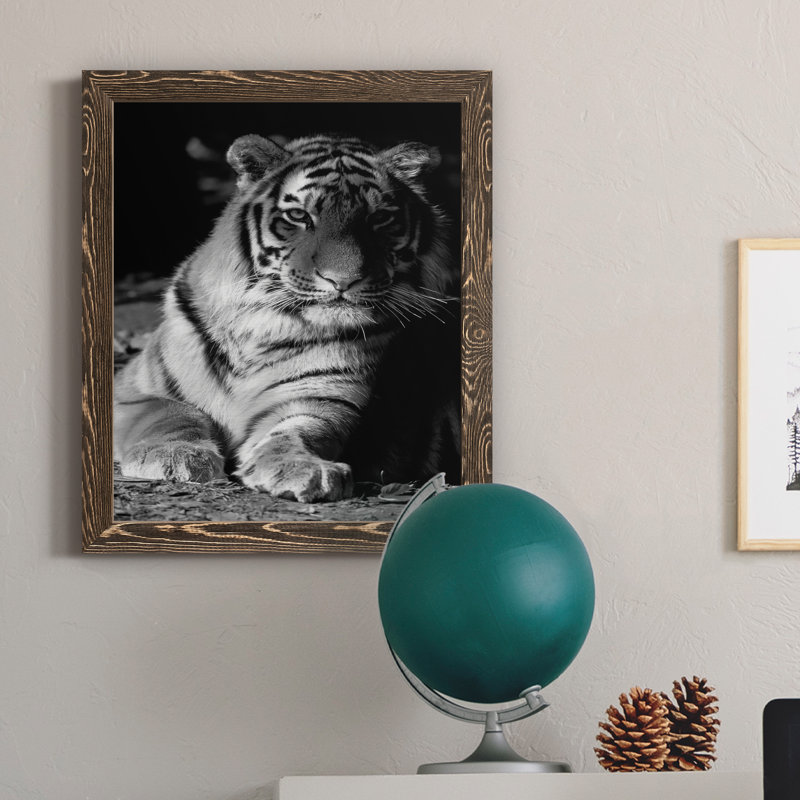 Tiger Repose - photographie avec cadre photo sur toile, H 20 po x l 17 po x P 1,5 po, Encadré de bois de noyer