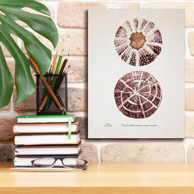 Toile épique Graffiti «Sienna Shell Collector 2» par Annie Warren, 12 po x 16 po
