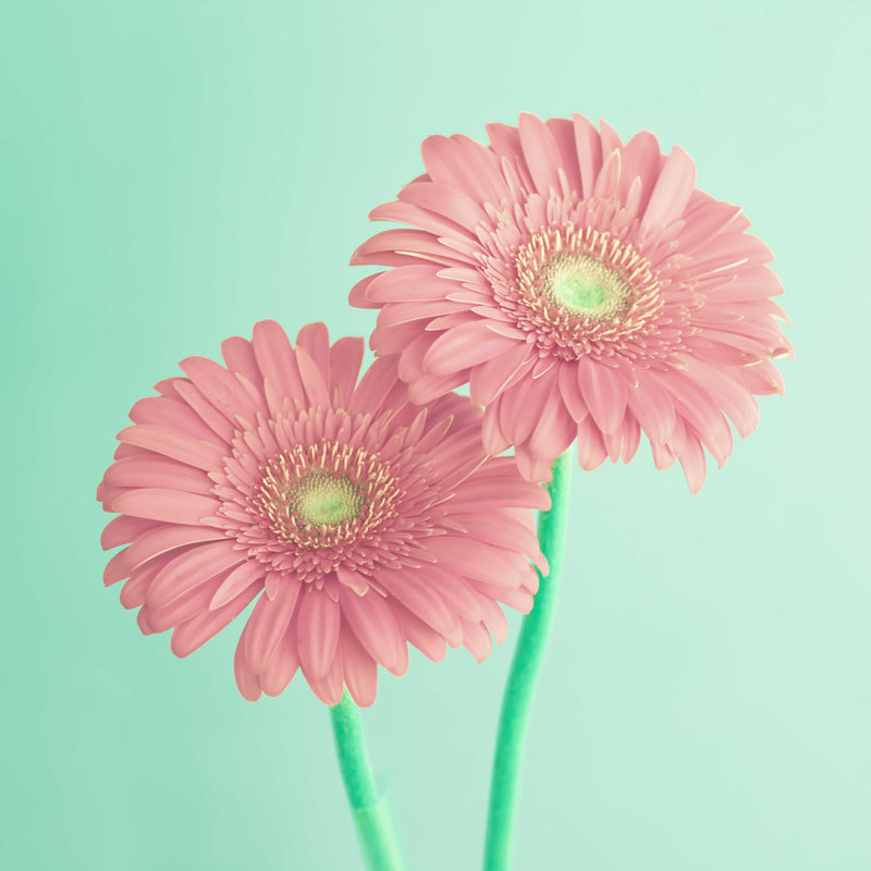 Fleurs rétro - photographie sur toile tendue, L 12 po x H 12 po
