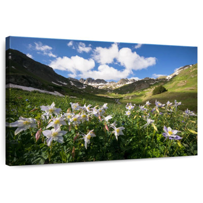 Harnek Columbine Flower Field