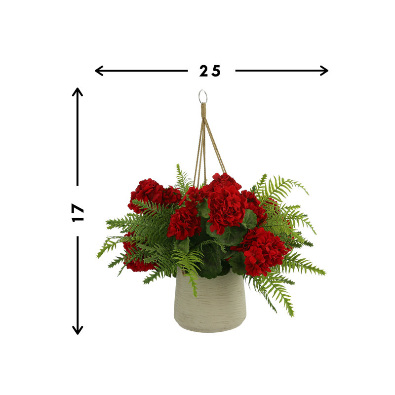 Massillon Geranium Arrangements in Pot