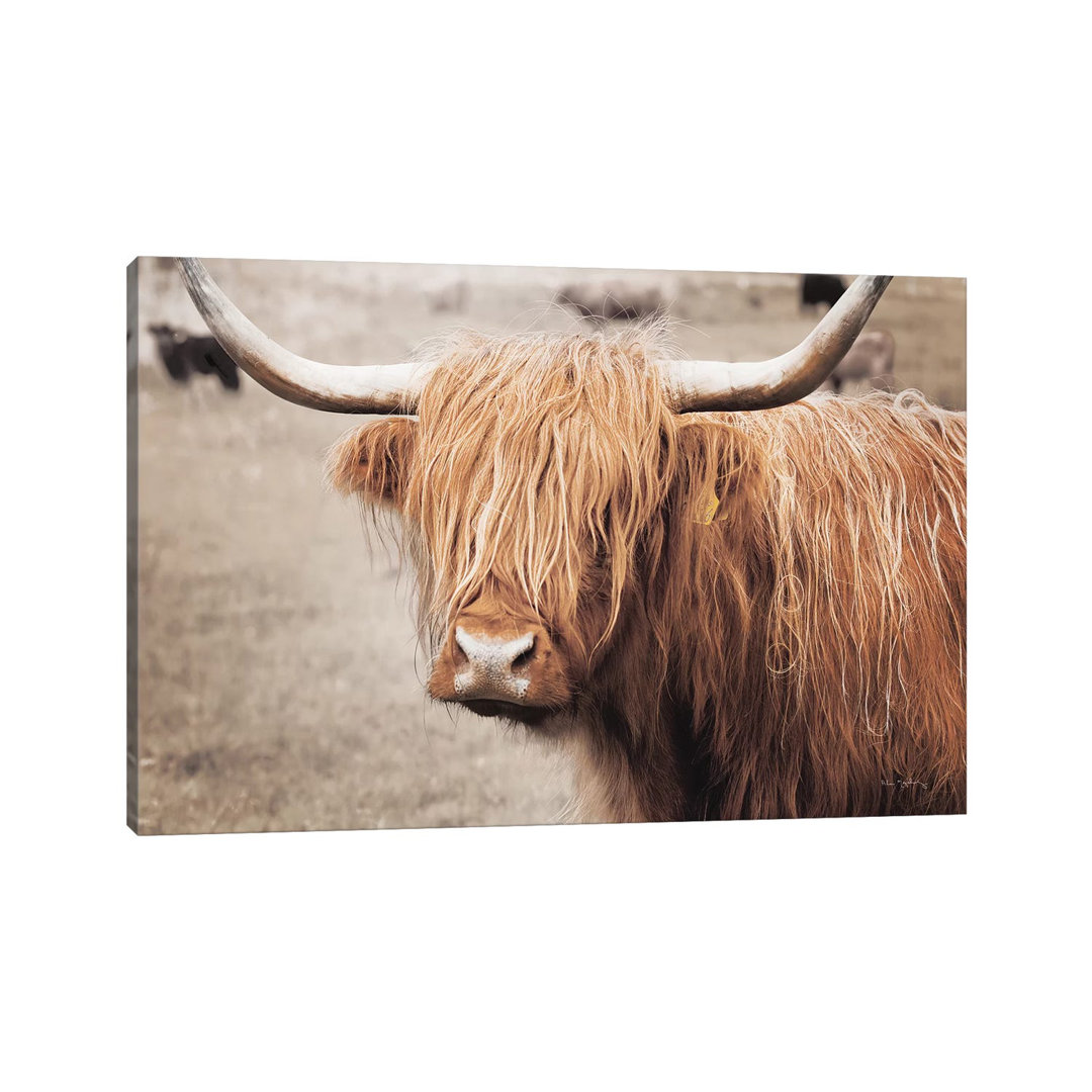 Scottish Highland Cattle I Neutral by Alan Majchrowicz - Wrapped Canvas Print
