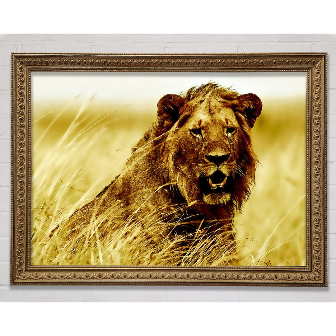 Lion Watching Out For Dinner - Kunstdrucke