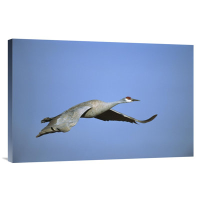 Sandhill Crane Flying - Photograph on Canvas