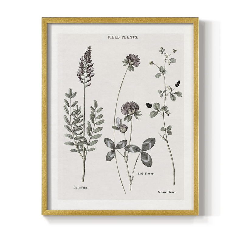 Multi Botanical II, reproduction encadrée - bois massif, Or, H 14 po x l 11 po