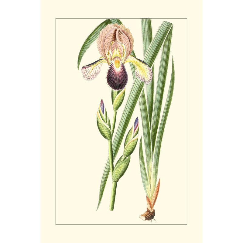 Purple Irises IV - Wrapped Canvas Print, 122cm H x 81cm W