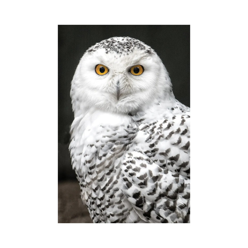 Snowey by David Gardiner - Wrapped Canvas Print, 66.04cm H x  45.72cm W