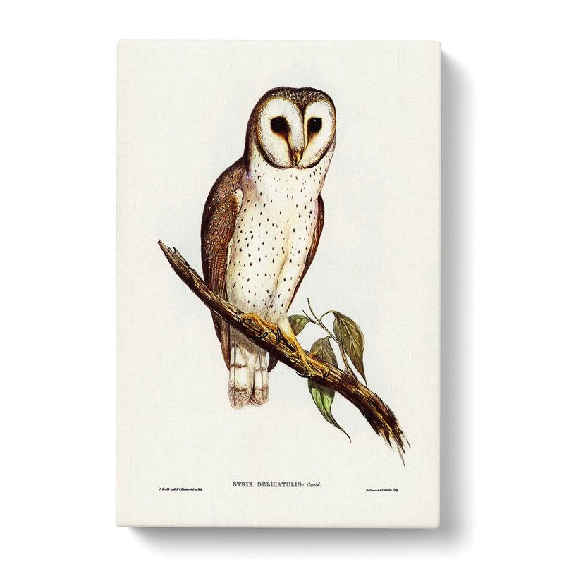 Delicate Owl by Charles D'Orbigny - Wrapped Canvas Painting, 50cm H x 35cm W x 3cm D