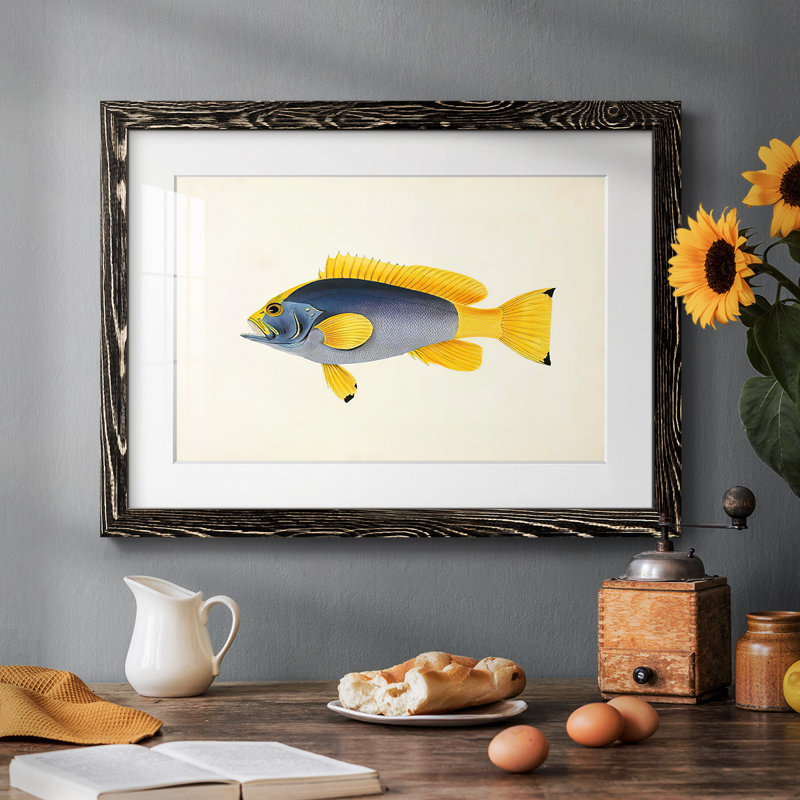 Collection de poissons tropicaux V, Noir, H 14 po x l 20 po