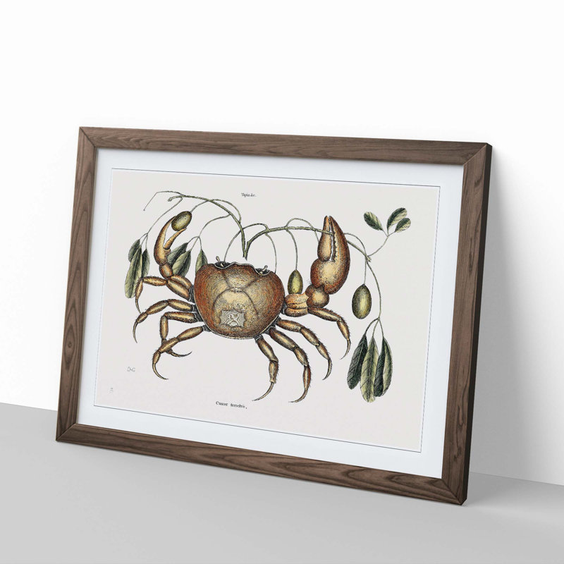 Land Crab by Mark Catesby - Picture Frame Painting Print, 36cm H x 48cm W x 2cm D, Walnut Framed