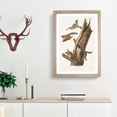 Flying Squirrels by J.W. Audubon - Framed Print