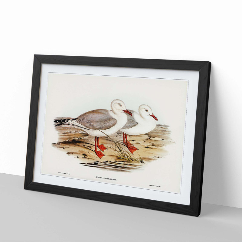Jameson's Gull by Elizabeth Gould - Picture Frame Graphic Art Print, Black Framed, 36cm H x 48cm W x 2cm D
