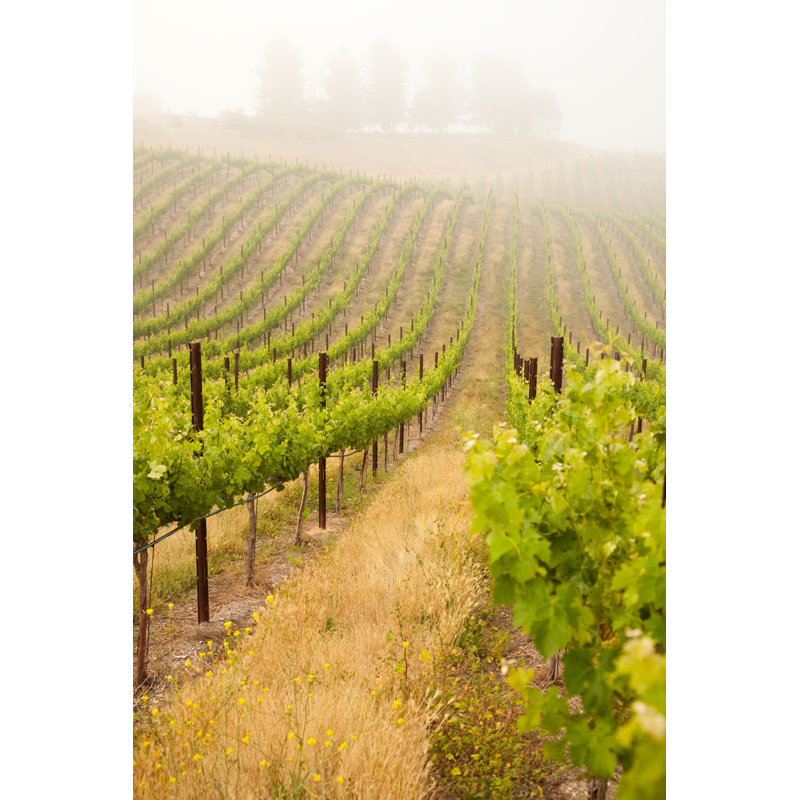 «Lush Grape Vineyard» par Feverpitched - photographie sur toile tendue, H 30 po x l 20 po