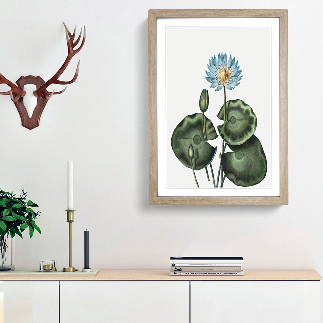 A Blue Egyptian Water Lily by R.J. Thornton - Framed Print