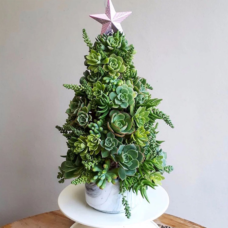 Primrue Live Flowering Plant in Plastic Planter