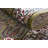 Jackson Floral Indoor Rug-519151076-460493150