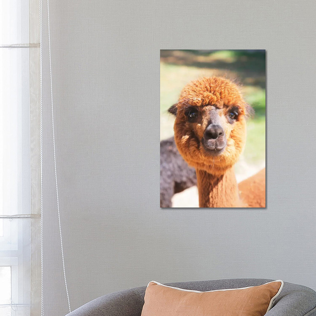 Puffy Brown Alpaca von Susan Vizvary - Gallery-Wrapped Canvas Giclée on Canvas