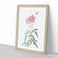 Peach-leafed Roses in Pink by Pierre-Joseph Redoute - Picture Frame Painting Print-55582912-55582910