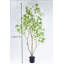 Artificial Japanese Enkianthus Tree Faux-967423160