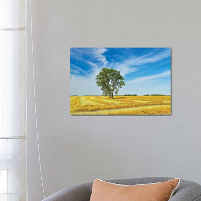 Canada, Manitoba, Dugald. Cottonwood Tree in Canola Crop Field 1 Piece Wrapped Canvas Wall Art