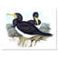 Oiseaux australiens d'époque rétro - impression sur toile-59762051-59762052