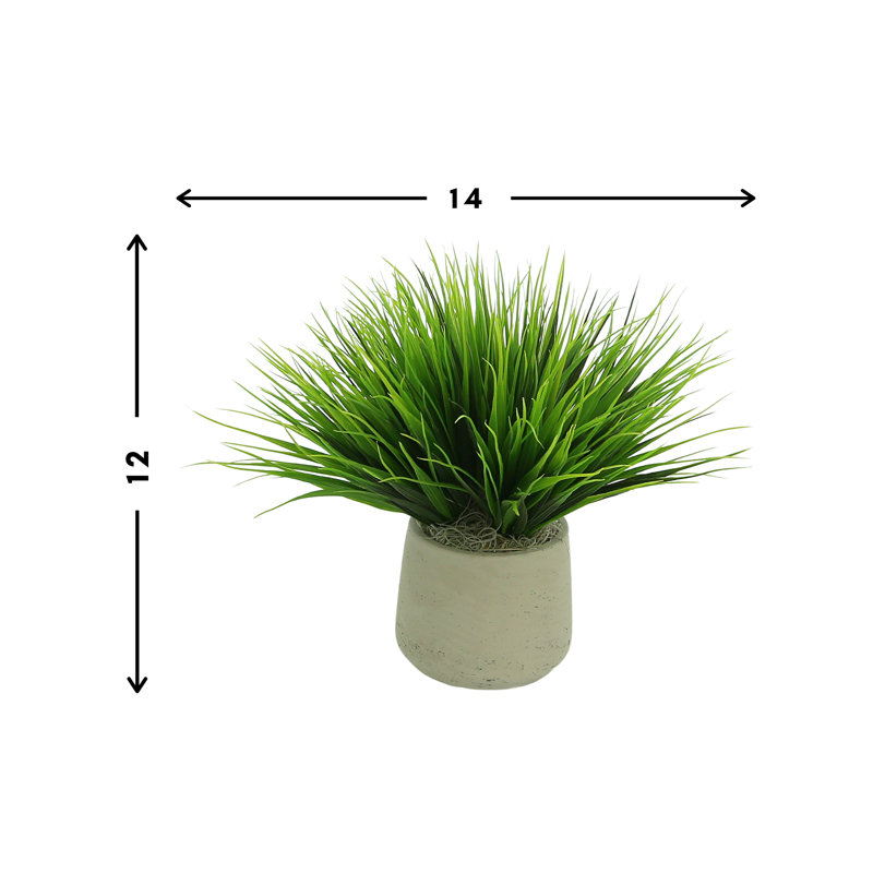 Vanilla Grass Arranged In A Fiberstone Pot