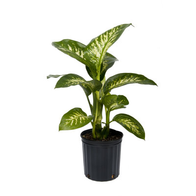 Dumb Cane in Nursery Pot