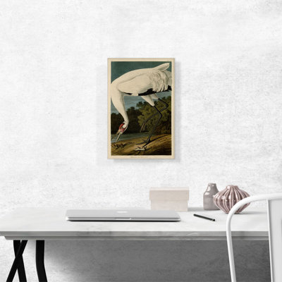 " Whooping Crane " by James Audubon Oil Painting