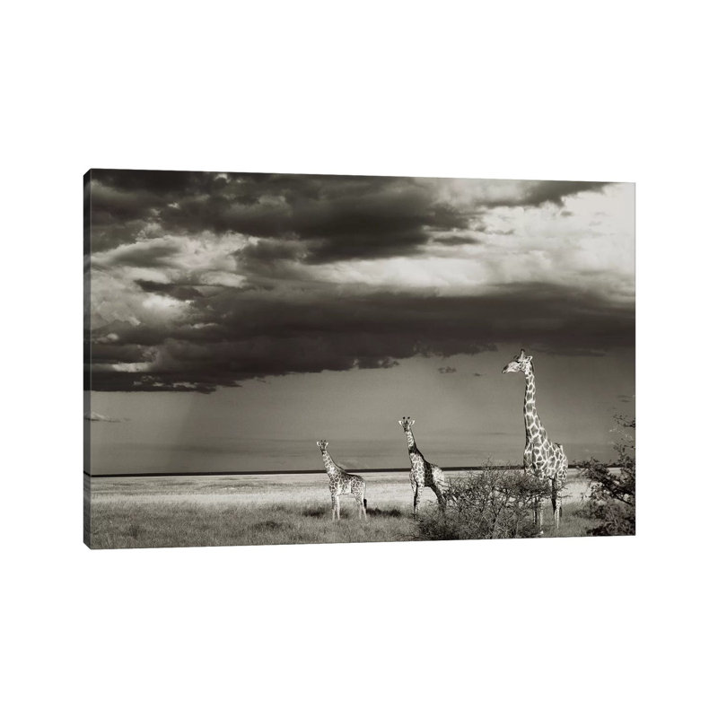 B&W Giraffe Trio by Klaus Tiedge - Print on Canvas, Wrapped Canvas, 30.48 cm H x 45.72 cm W