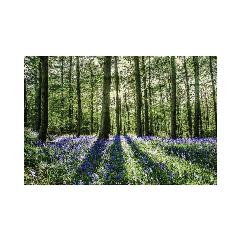 Bluebell Wood by Mark Gemmell - Wrapped Canvas Print, 20.32 cm H x 30.48 cm W