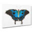 Ulysses Butterfly by George Shaw - Wrapped Canvas-55372132
