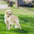 PetSafe® Stubborn Dog In-Ground Fence