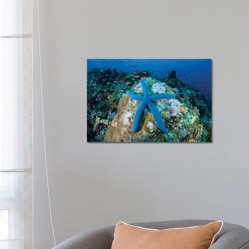 A Blue Starfish Clings To A Coral Reef In Indonesia by Ethan Daniels - Wrapped Canvas Print