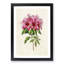Illustration of a Bunch of Pink Azaleas - Picture Frame Painting Print-55579214-55579219
