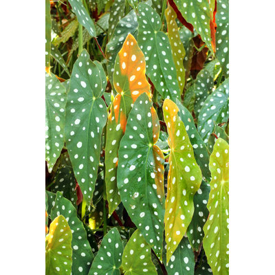 " Begonia Maculata Leaf " by Oqba