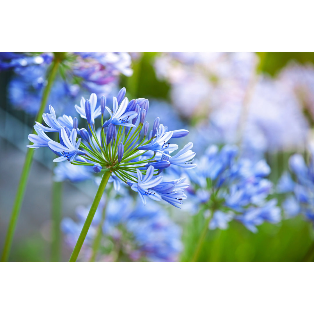 Leinwandbild Makroaufnahme von leuchtenden Agapanthusblüten im Garten