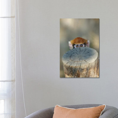 Haloo 1 Piece Wrapped Canvas Wall Art